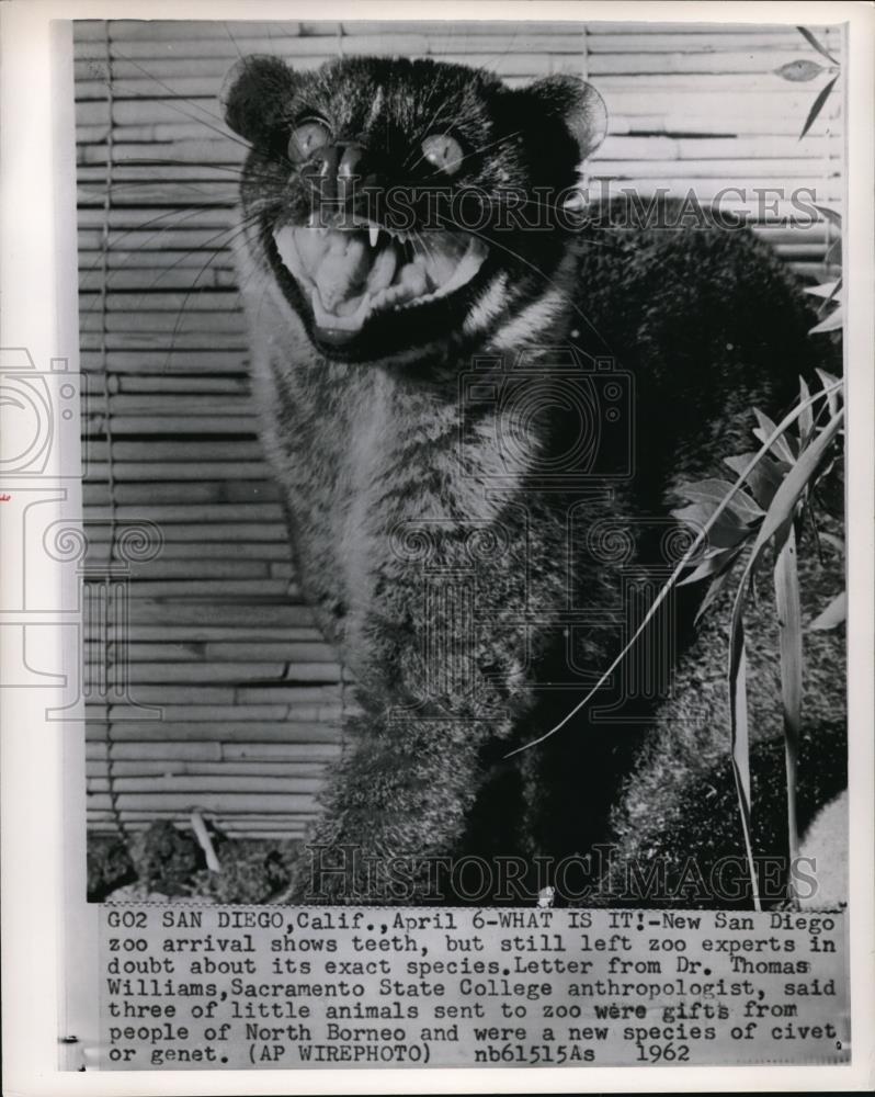 1962 Press Photo New San Diego zoo arrival shows teeth, but still left zoo - Historic Images