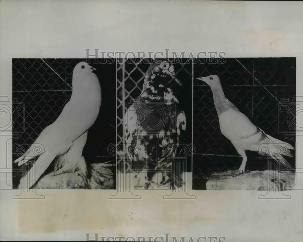 1934 Press Photo Pomerianian White Guzzer, Tiger Dove, Berlin Tummler Birds - Historic Images