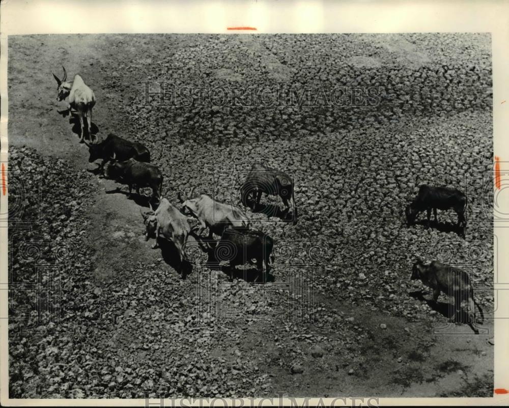 1969 Press Photo Madras,India Cattle Search for water in Drought - Historic Images