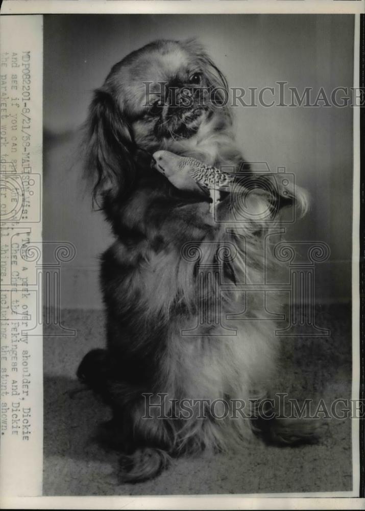 1958 Press Photo Madison Wisconsin CheeChee the Pekinese and Dickie the parakeet - Historic Images