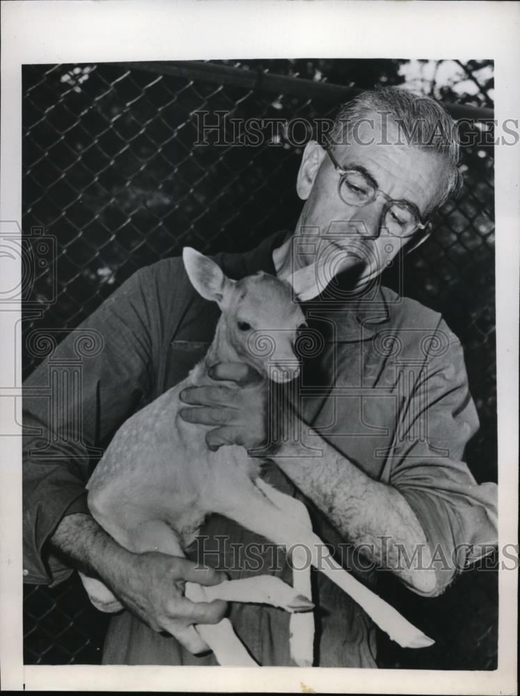 1947 Press Photo Philadelphia, PA John Reegan holding fawn at Philadelphia zoo - Historic Images