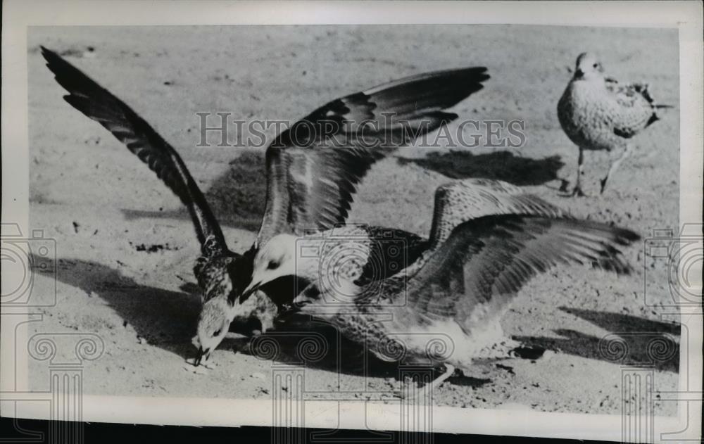 1945 Press Photo Gulls in England waiting for food - nee69669 - Historic Images