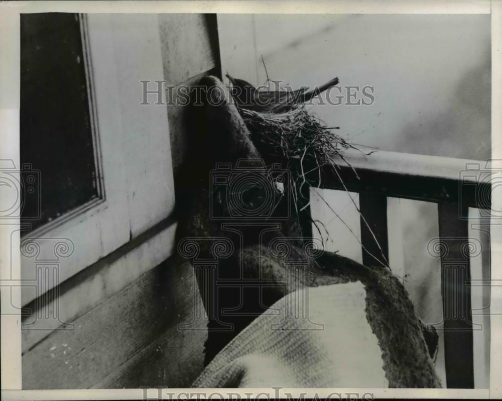 1944 Press Photo Mrs. L H Brown Cleveland Ohio, Mother Robin Nesting In Home - Historic Images