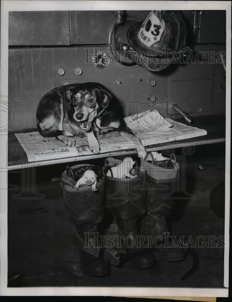 1948 Press Photo Chicago, Firemen Found Bum To Be Their Mascot Of Engine Co 183. - Historic Images