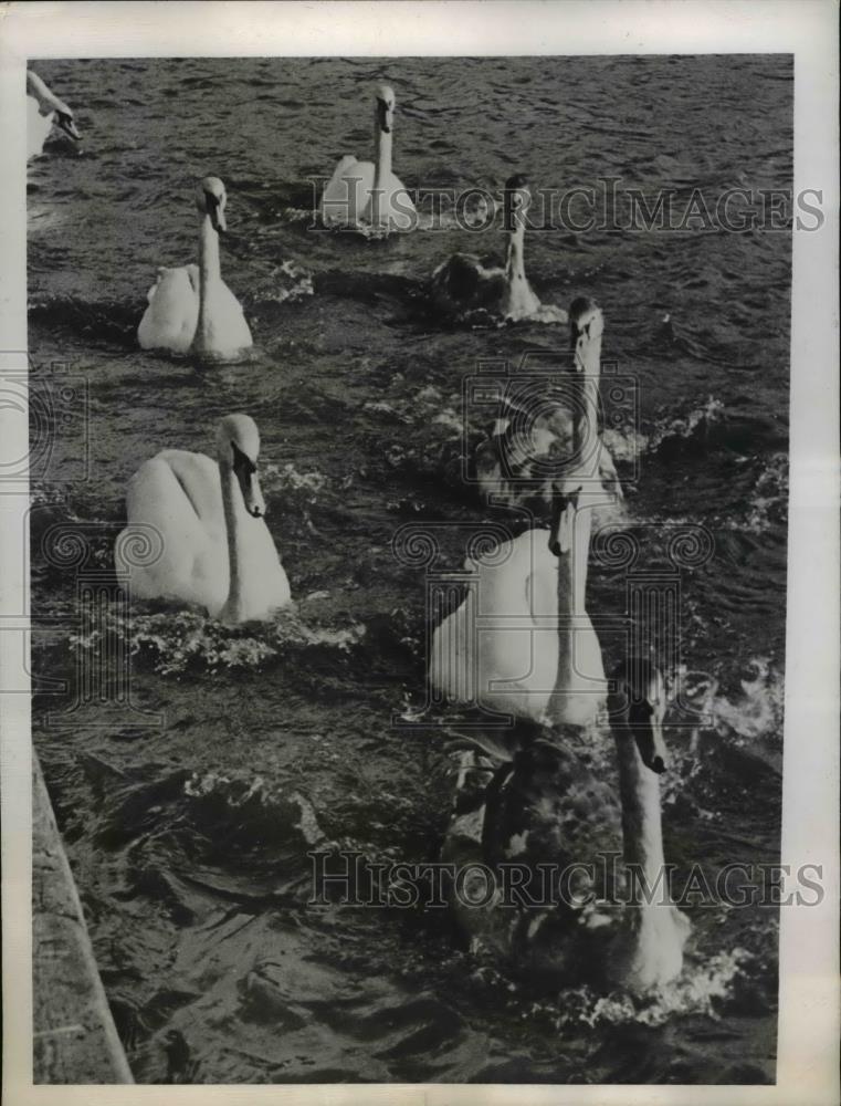 1945 Press Photo London: Swans in the river Thames - nee71941 - Historic Images