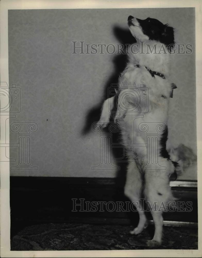 1937 Press Photo Peggy Papillon Owned By Mr And Mrs E.M. Lamkin - nee69909 - Historic Images