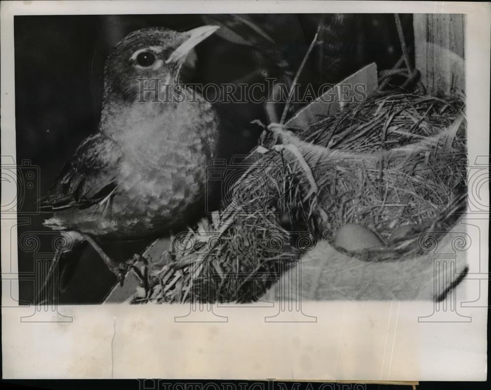 1949 Press Photo Robin Redbreast in Chicago, Ill - nee71438 - Historic Images