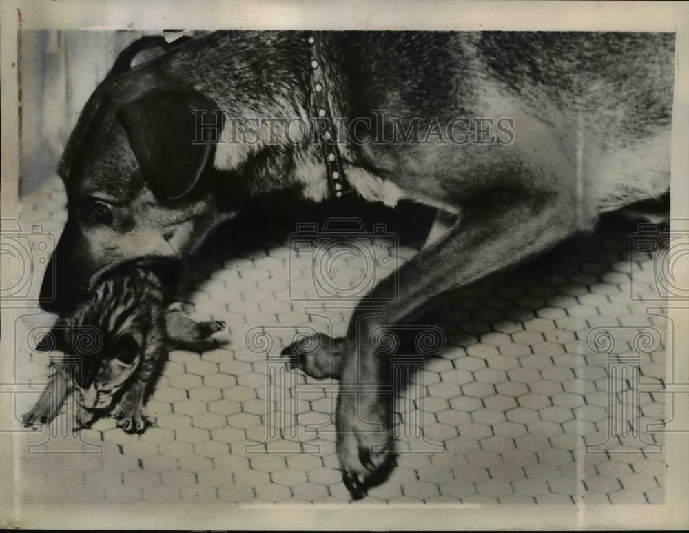 1937 Press Photo Police dog transporting adopted kitten - nee69276 - Historic Images