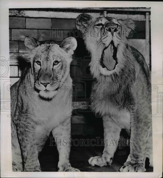1952 Press Photo Rochester New York, Rex And Rexanne In Seneca Park Zoo Cage - Historic Images