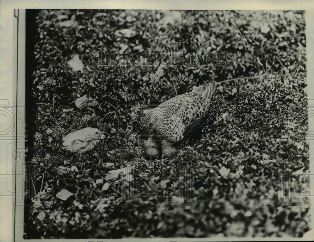 1929 Press Photo Father Surf Bird Turns The Eggs - nee70433 - Historic Images