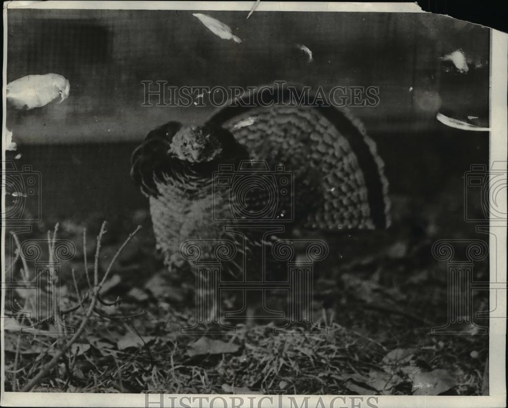 1929 Press Photo Ruffled Grause, Pretty Feathered Bird - nee71530 - Historic Images