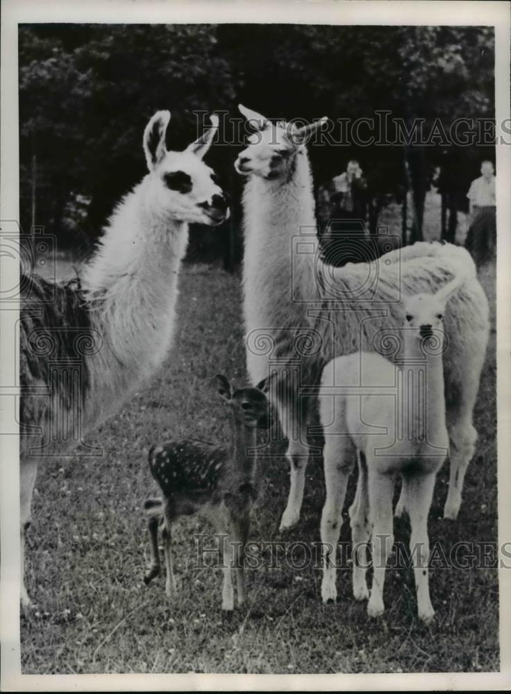 1951 Press Photo Whipsmade England Baby Formosan deer walks among llamas - Historic Images