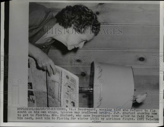 1958 Press Photo Beauregard a Mockingbird Prefers the Shuford Home in Virginia - Historic Images