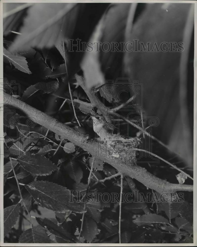 1946 Press Photo Mamma hummingbird is going to college at the Univ of New Mexico - Historic Images