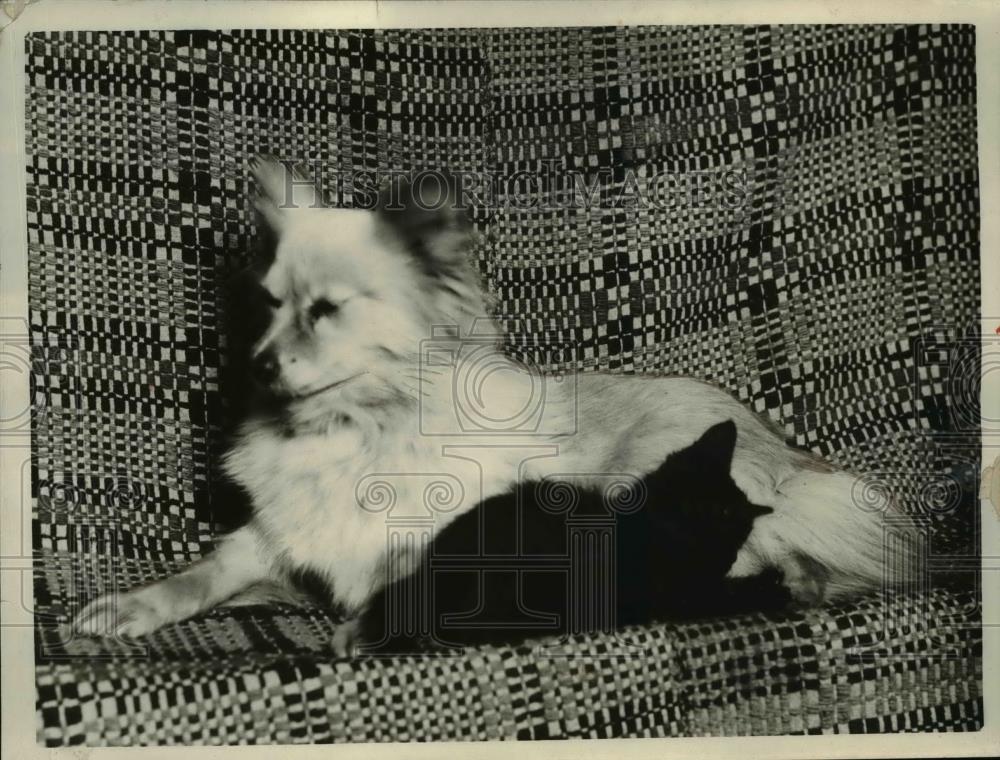 1925 Press Photo Betty the dog raising a kitten - nee69273 - Historic Images