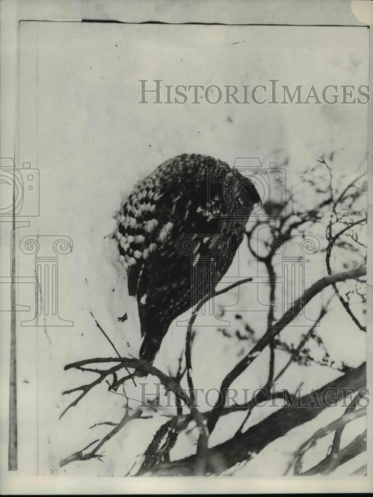 1929 Press Photo The grouse in zero weather - nee71873 - Historic Images