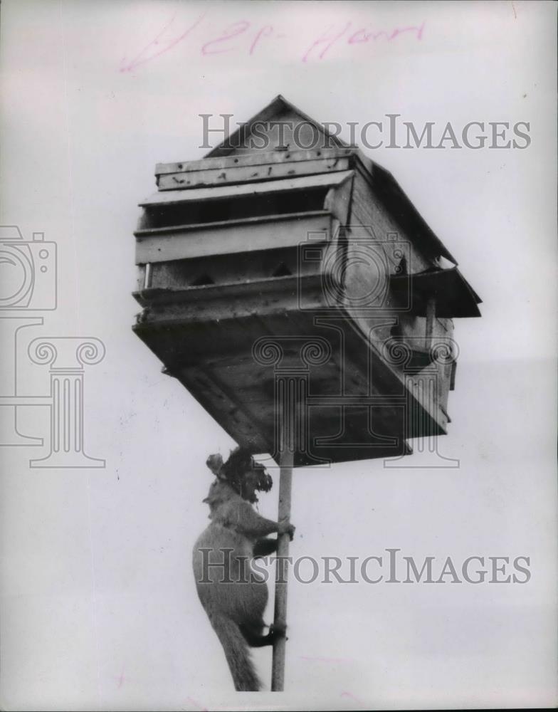 1953 Press Photo Squirrel takes over bird house - nee70369 - Historic Images