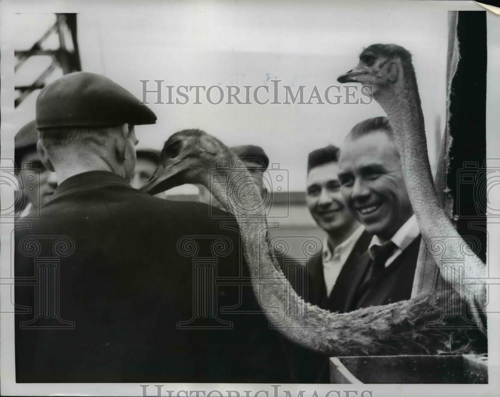 1955 Press Photo 2 Ostriches Brought from Africa &amp; Workman of London Zoo - Historic Images