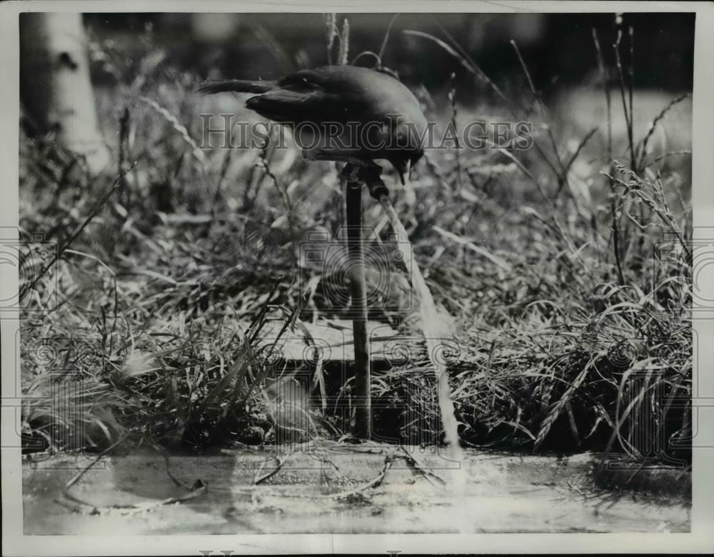 1961 Press Photo London This bird goes right to the source for water - nee73980 - Historic Images