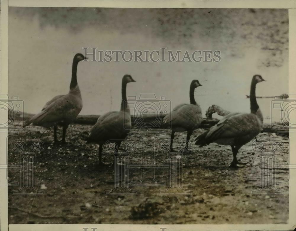 1927 Press Photo Flocks of Canadian Geese stop at lakes in Glacier Nat'l Park - Historic Images