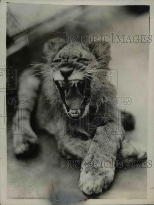 1937 Press Photo Jimmy London Zoo cub in his cage at zoo after hand raising - Historic Images