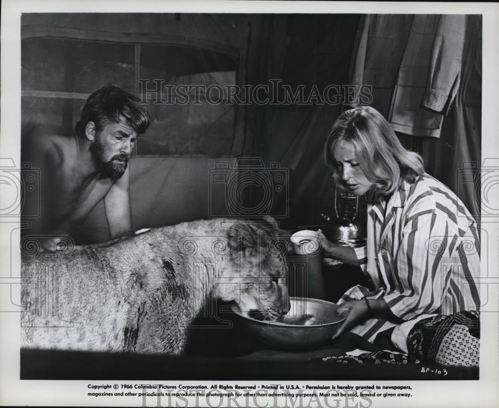 1966 Press Photo Virginia McKenna & Bill Travers in Born Free - cvp38901 - Historic Images