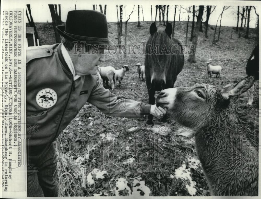 1970 Wire Photo Hubert H. Humphrey Checks the Livestock on His Farm at Minn. - Historic Images