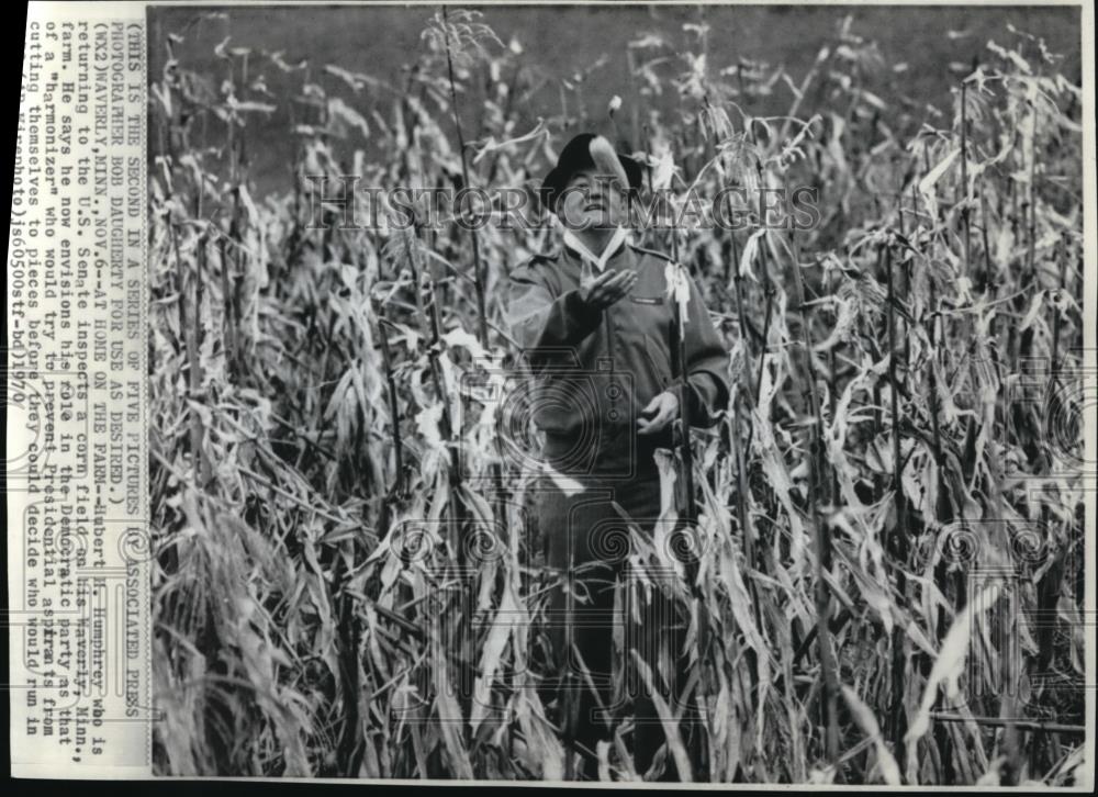 1970 Wire Photo H. H. Humphrey Inspects a Corn Field on HIs Waverly Minn. Farm - Historic Images