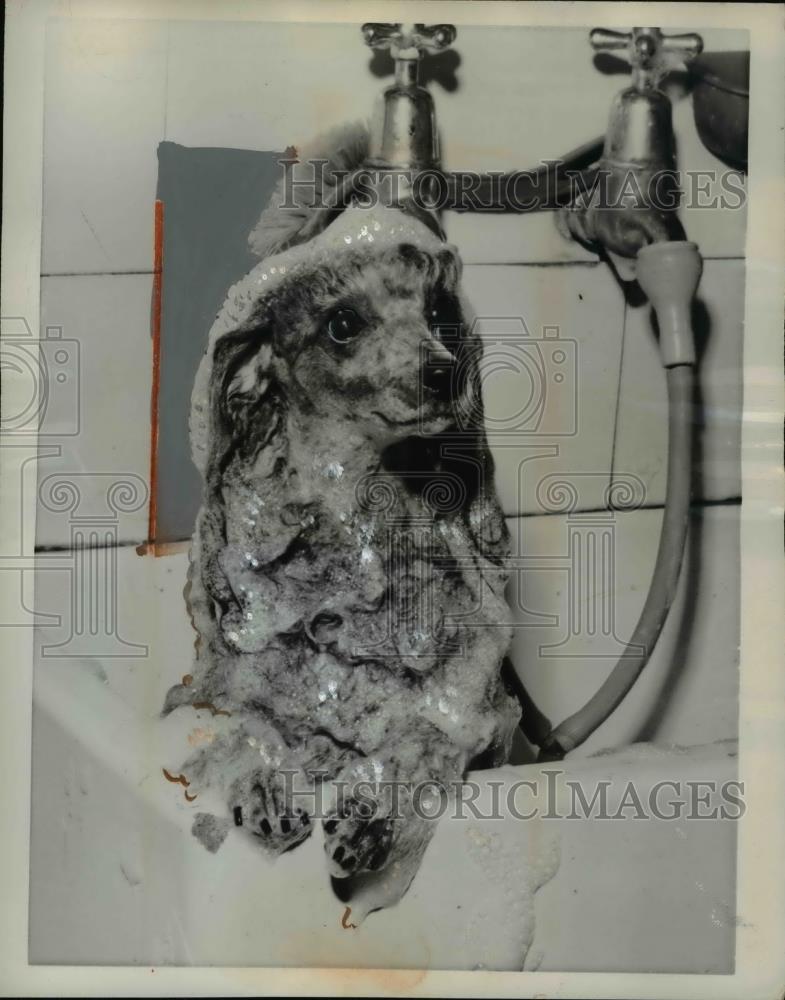 1961 Press Photo Raky the toy poodle gets bath at Dorset England - Historic Images