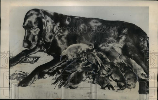 1948 Press Photo A litter of Seventeen Irish Setters with their handsome mother. - Historic Images