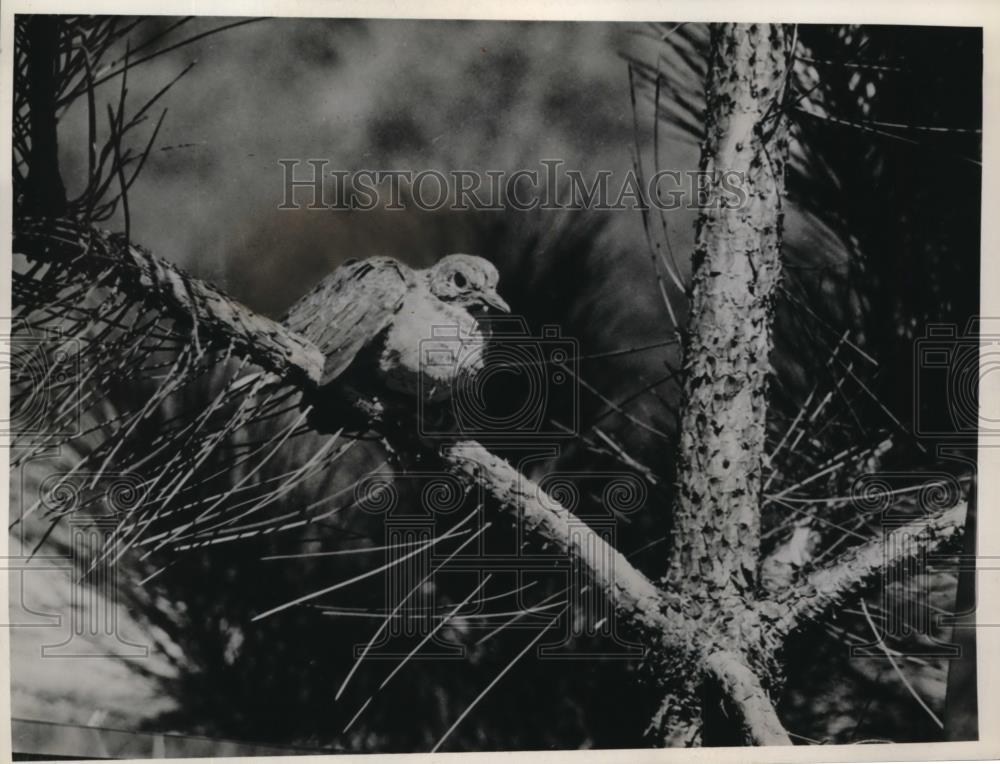 1935 Press Photo Mourning Dove14 days old about to fly. - Historic Images