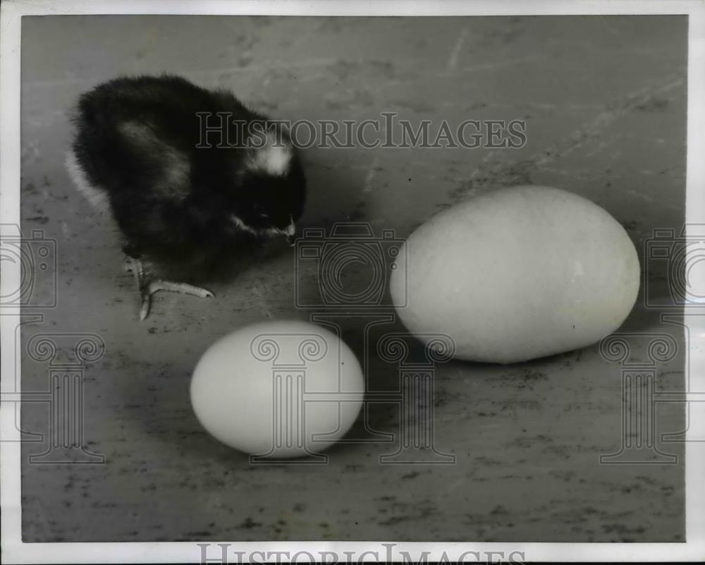 1955 Press Photo 2 Eggs Laid by Hens on Mrs Marie Krumsei - Historic Images