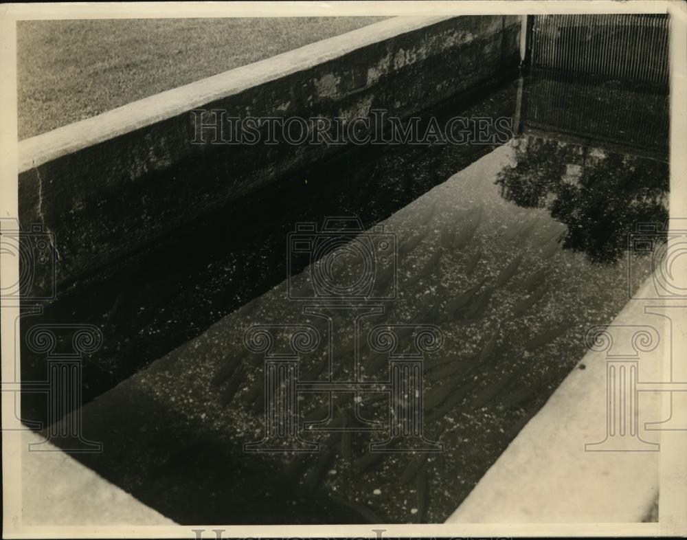 1933 Press Photo New York State Fish hatchery - Historic Images