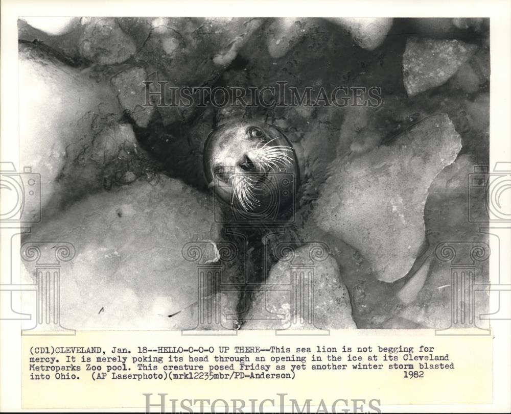1982 Wire Photo The sea lion poking its head through an ice opening - cvw07472 - Historic Images