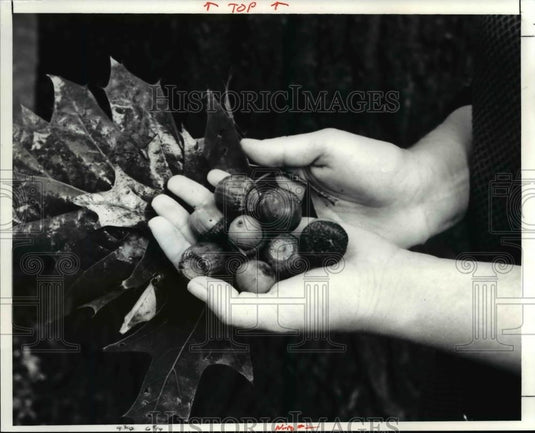 1991 Press Photo The unusually large acorns at the Cleveland Garden Center - Historic Images