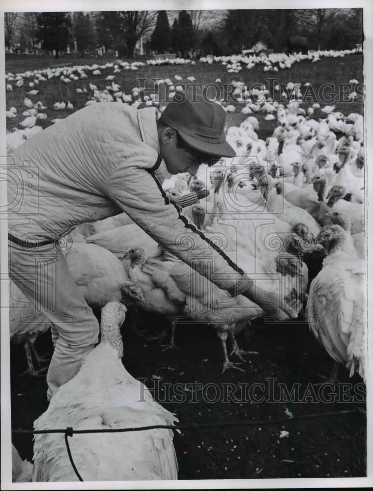 1967 Press Photo Turkey Farm - Historic Images