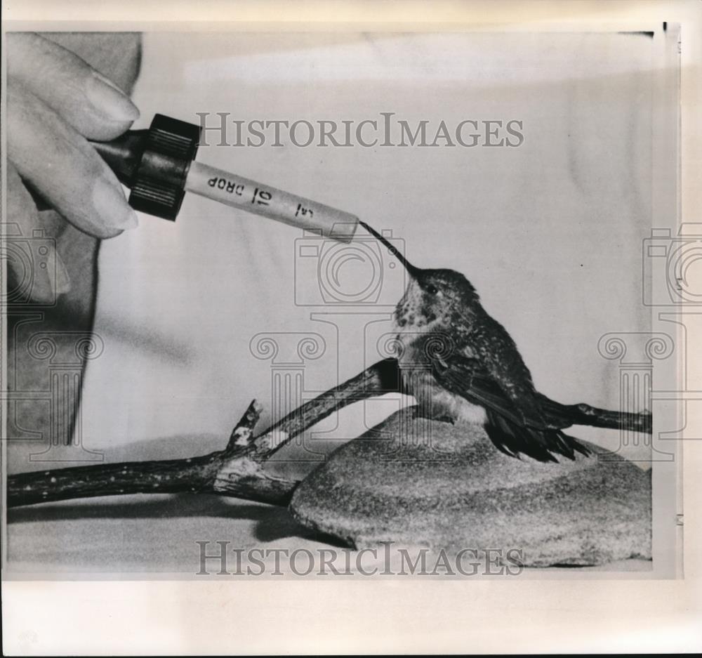 1964 Wire Photo The special treatment to a humming bird - cvw09993 - Historic Images