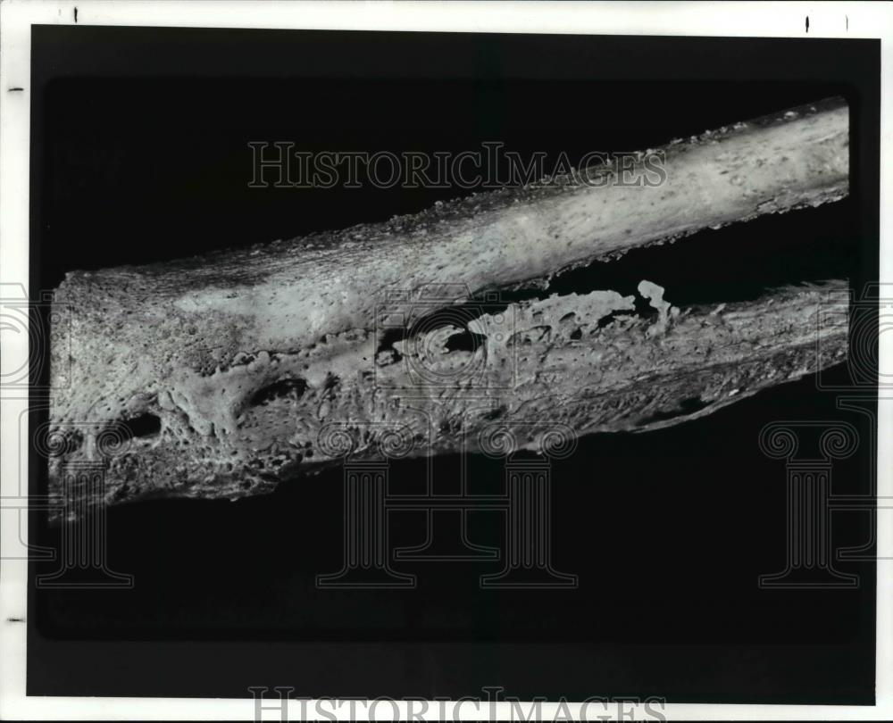 1988 Press Photo An artifact at the Cleveland Museum of National History - Historic Images