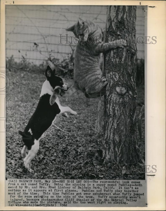 1962 Wire Photo Puddles and Tuffy Plays Together - cvw07292 - Historic Images