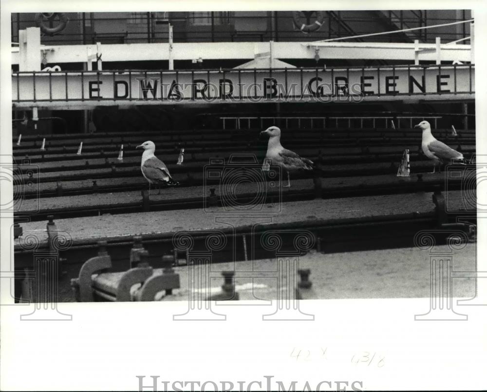 1981 Press Photo Sea Gulls on Edward B. Greene ship - cva79537 - Historic Images