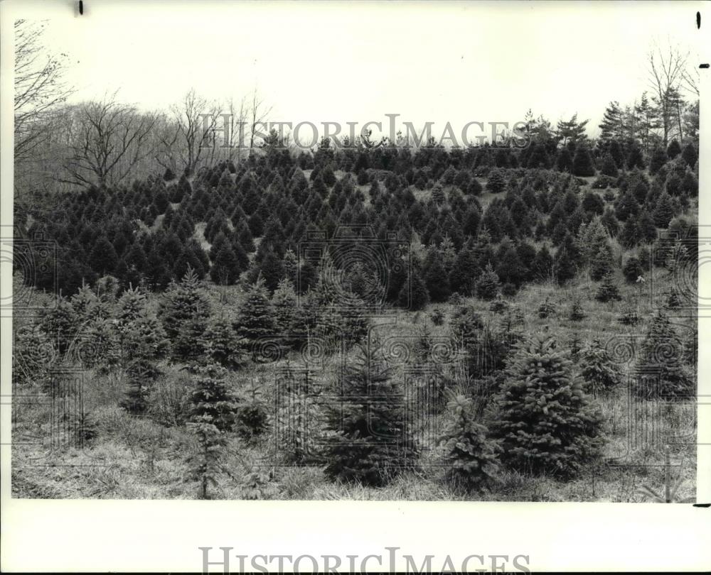 1988 Press Photo The various varieties of Spruce trees along the Ridge - Historic Images