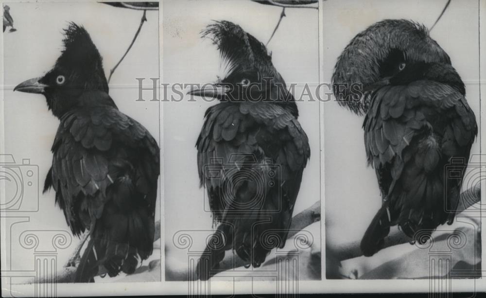 1968 Wire Photo The umbrella bird at the Washington Zoo - cvw09994 - Historic Images