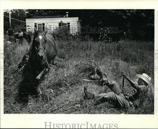 1986 Press Photo A horse at Olmsted Township Ohio - cvb04639 - Historic Images