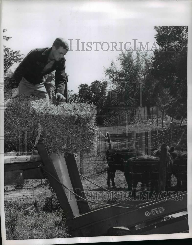 1955 Press Photo Joe Moore Unloading Hay From Truck, Cattle In Background. - Historic Images