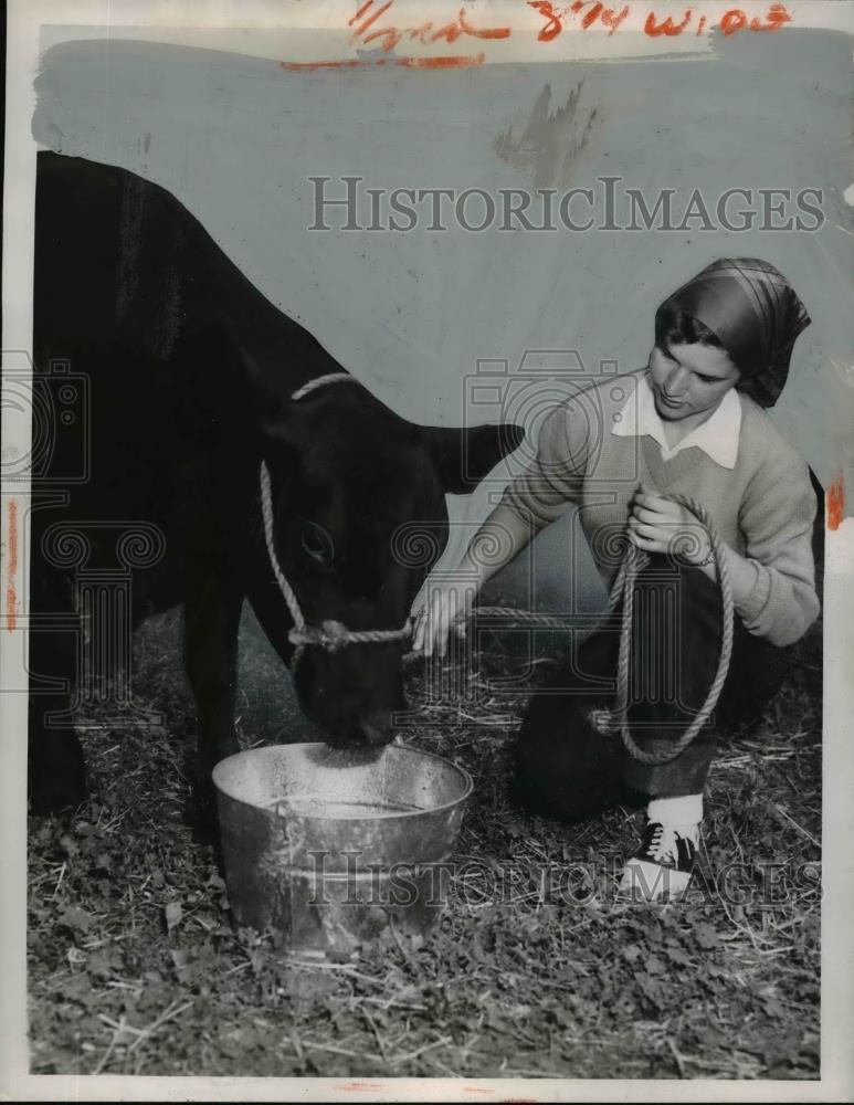 1951 Press Photo Lake County Ohio fair Carolyn Sidley &amp; Black Angus cow - Historic Images