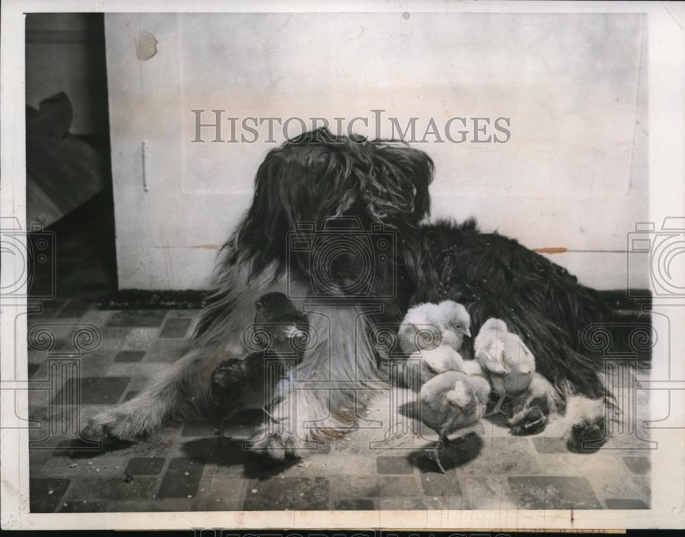 1944 Press Photo Six Chicks plays with Cairn Terrier Dog - Historic Images