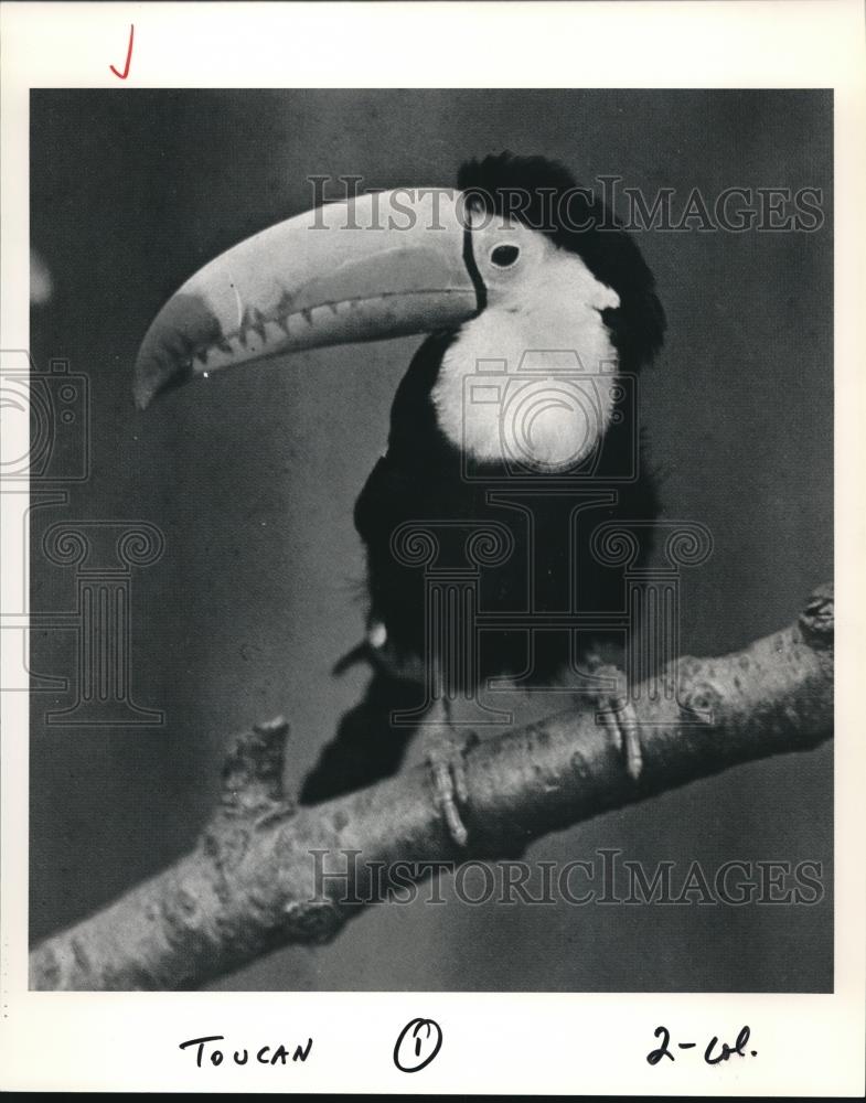1992 Press Photo Toucan, a bright colored barometer, Metroparks zoo - cva77982 - Historic Images