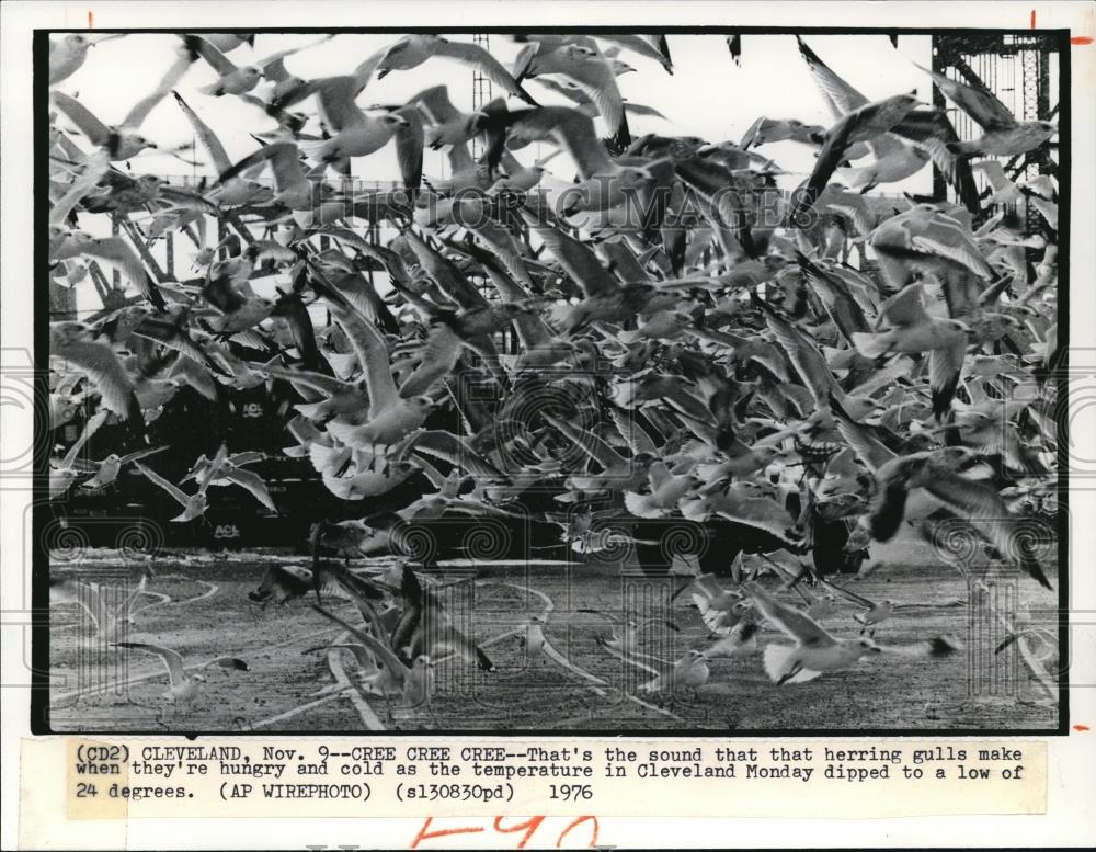 1976 Wire Photo The gulls flock together at Cleveland Lakefront - cvw09992 - Historic Images