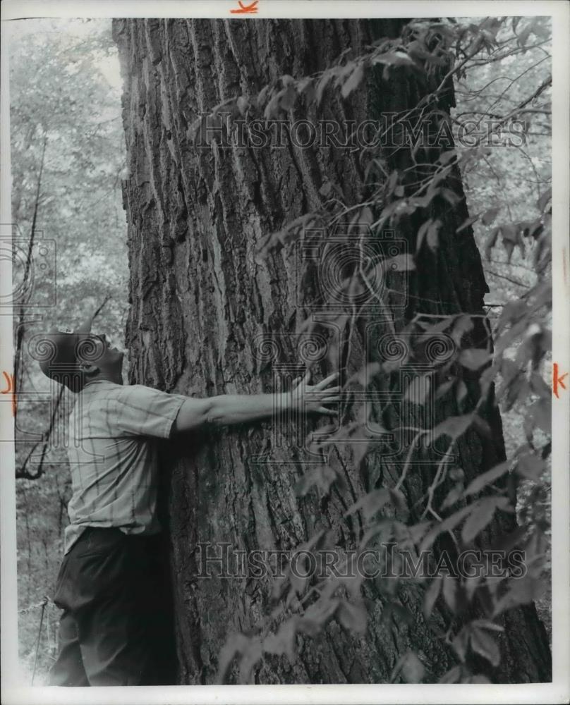 1972 Press Photo William Bartels, Dysart curator tries to hug the tulip tree - Historic Images