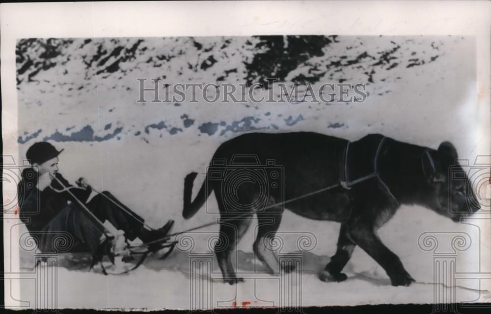 1954 Press Photo Jerry Thayer enjoys his lion power motor on his sled. - Historic Images